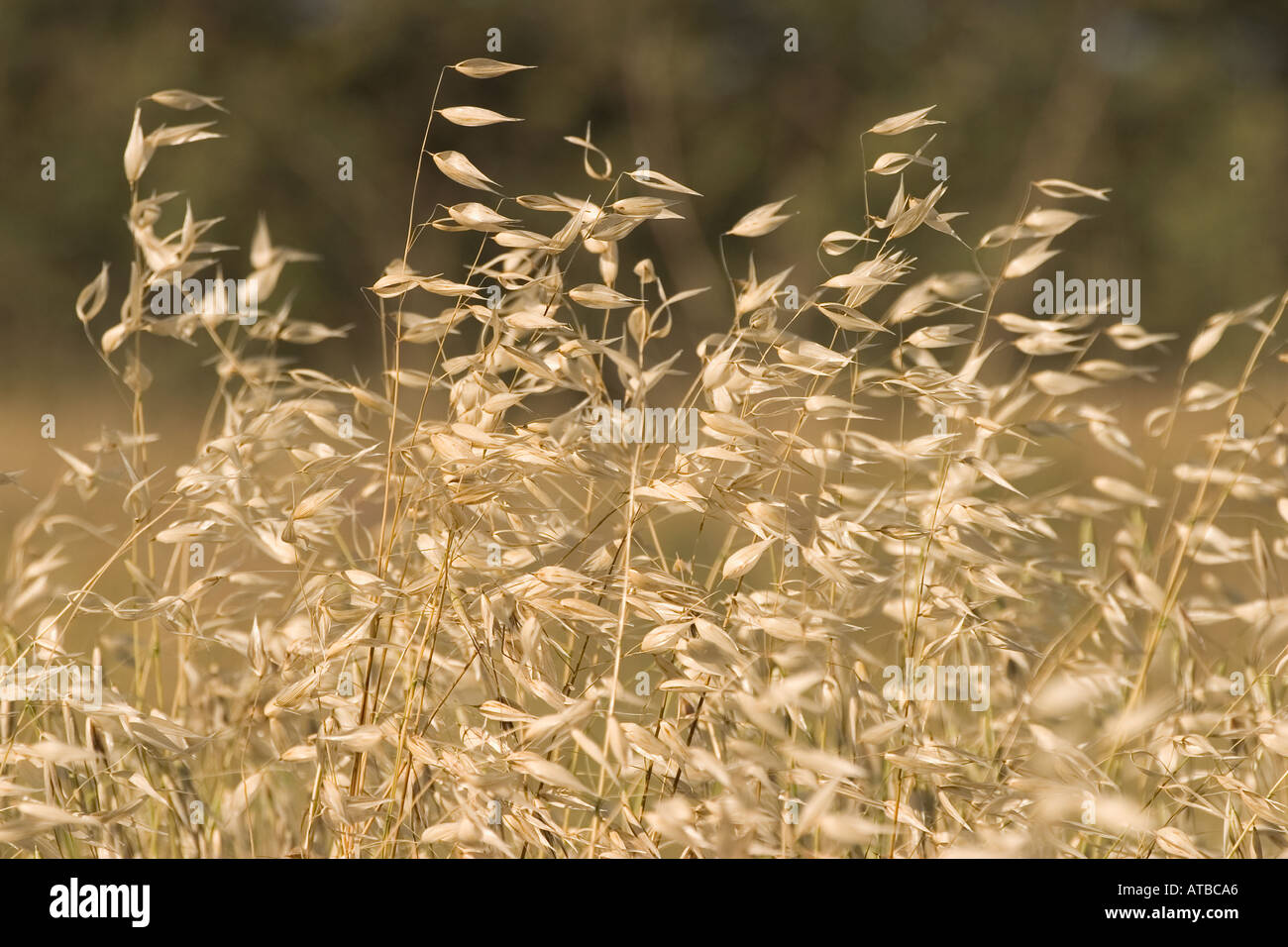 Dry grass Stock Photo