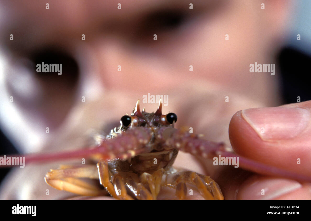 Tasmania Australia A baby lobster, photo by Bruce Miller Stock Photo
