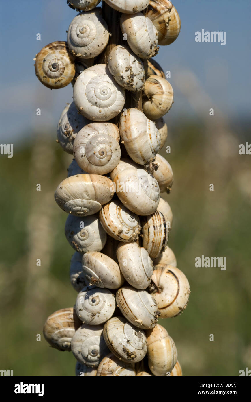 Helicidae (Helicidae), a lot of garden snails, Greece, Peloponnes, Messinien, Pylos Stock Photo