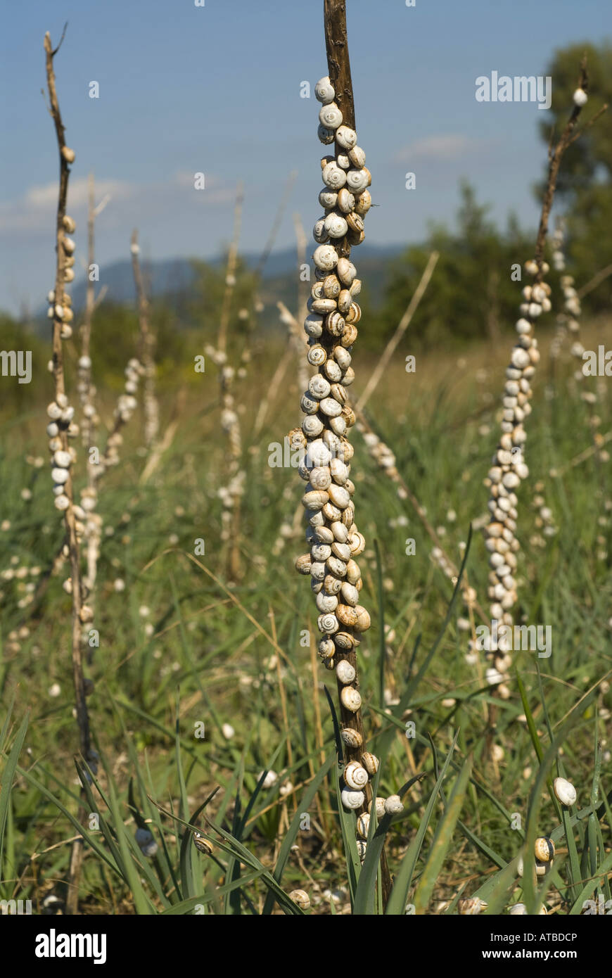 Helicidae (Helicidae), a lot of garden snails, Greece, Peloponnes, Messinien, Pylos Stock Photo