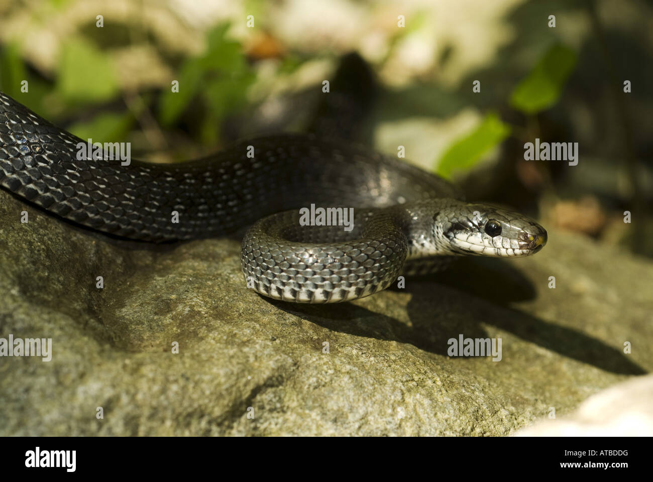 Aesculapian snake (Elaphe longissima), gray individual, Greece, Thessalien, Platamonas Stock Photo