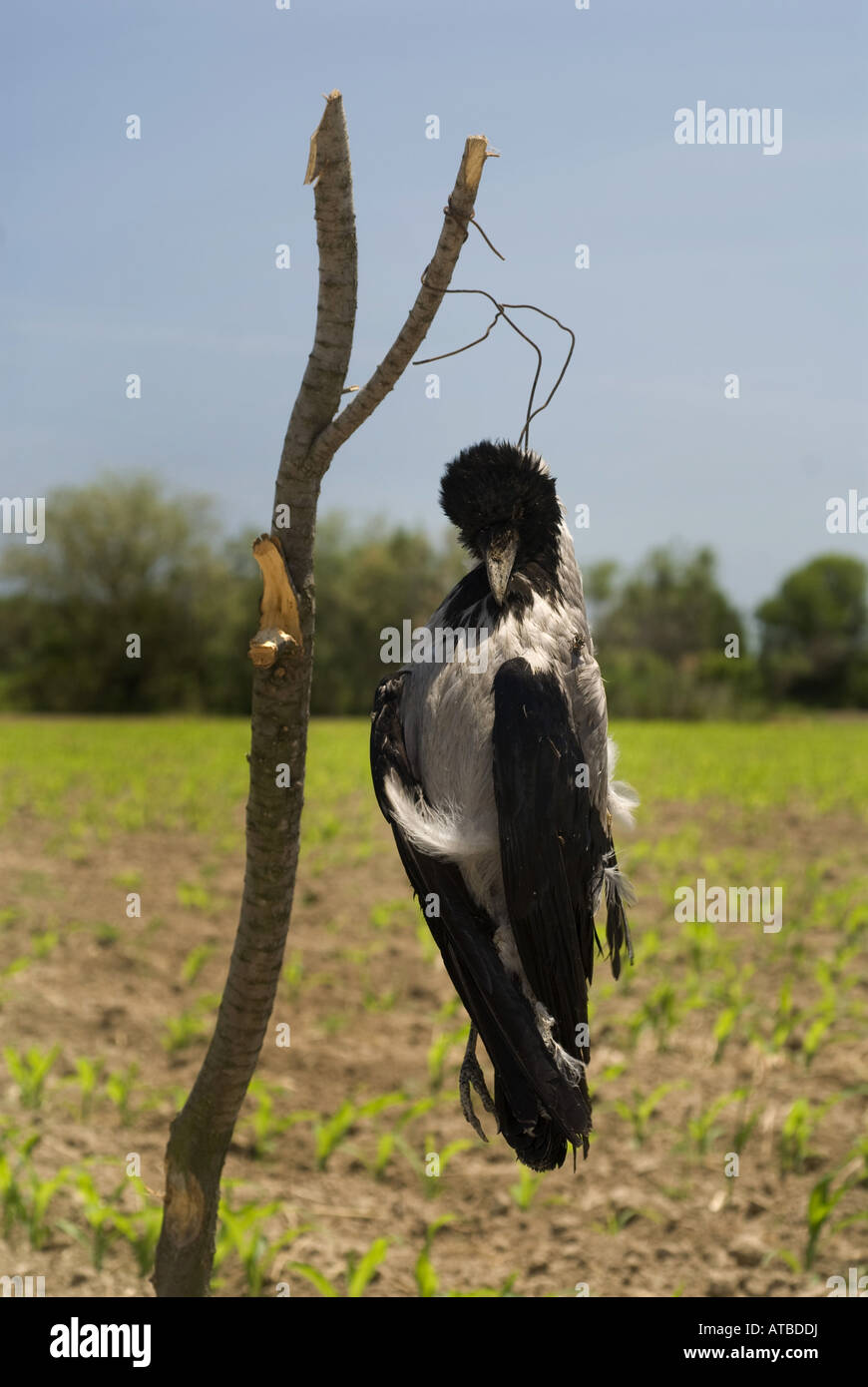 hooded crow (Corvus corone cornix), greek scarecrow with a dead crow hung up at a stick, Thessalien, Stomio Stock Photo