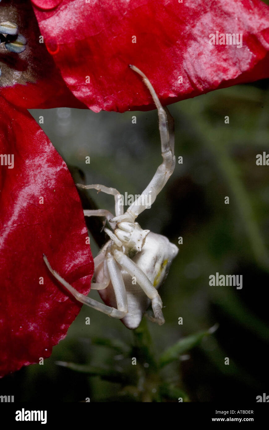 crab spiders (Thomisidae), on poppy blossom, Greece, Peloponnes