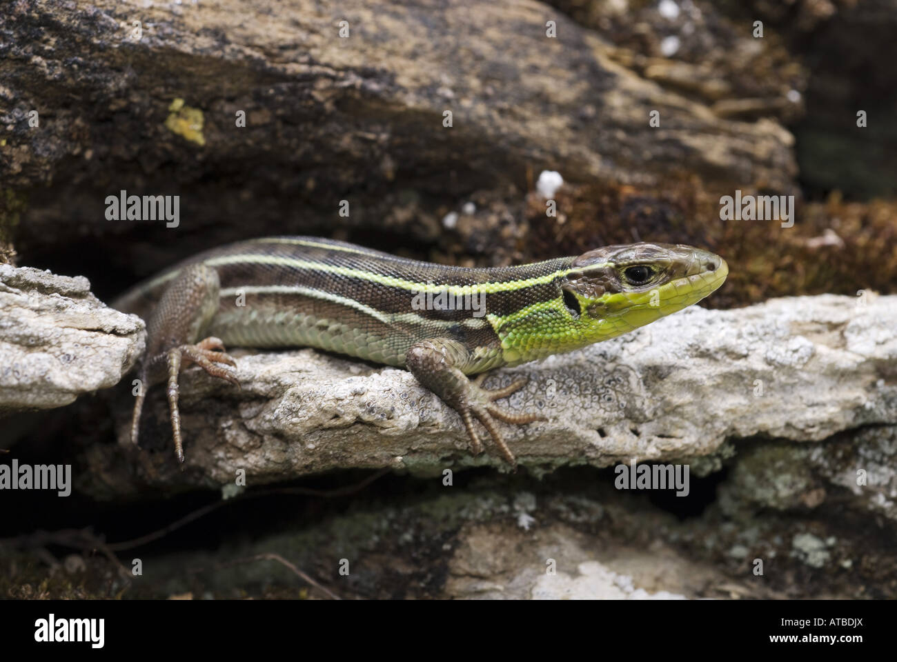 Balkan green lizard, Balkan emerald lizard (Lacerta trilineata), subadult, Greece, Lesbos Stock Photo