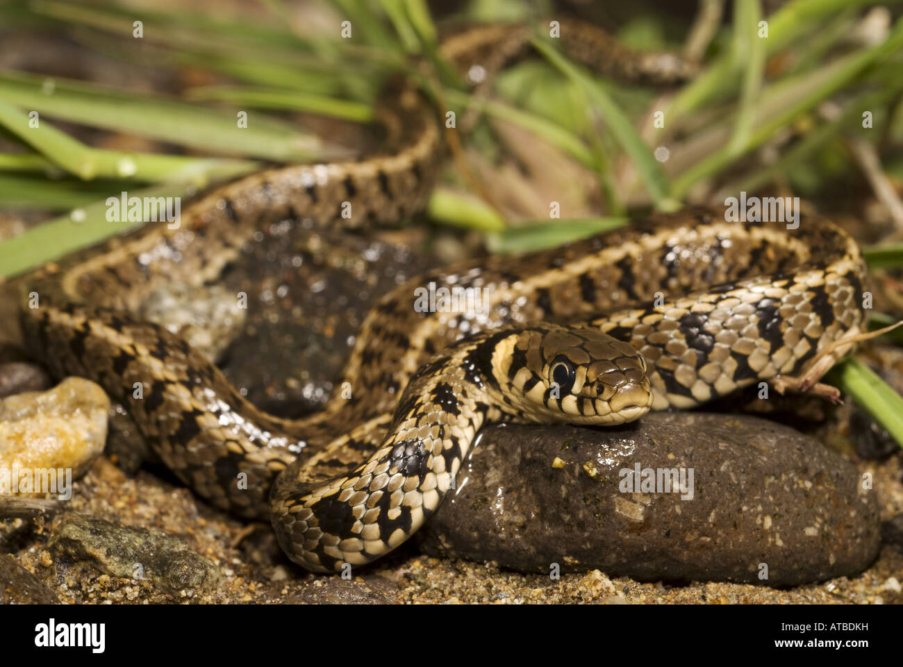 Balkan grass snake (Natrix natrix persa), in a creek bed, Greece, Lesbos Stock Photo