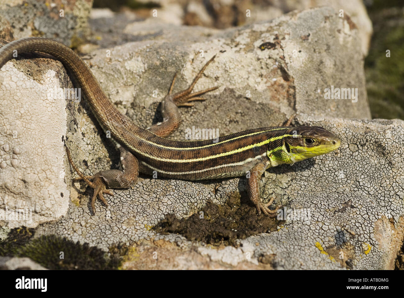 Balkan green lizard, Balkan emerald lizard (Lacerta trilineata), subadult, Greece, Lesbos Stock Photo