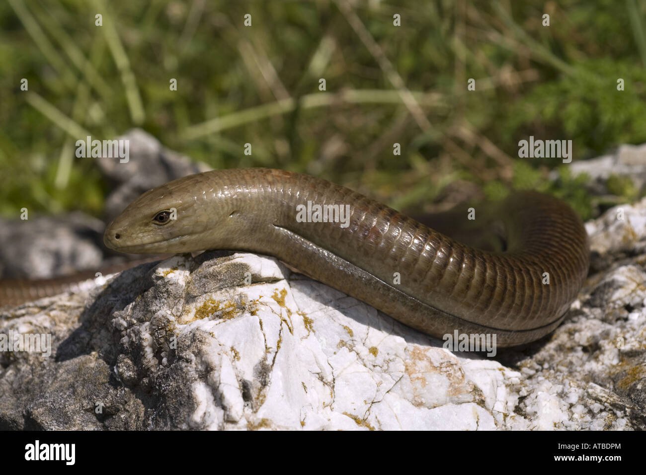 European glass lizard, armored glass lizard (Ophisaurus apodus