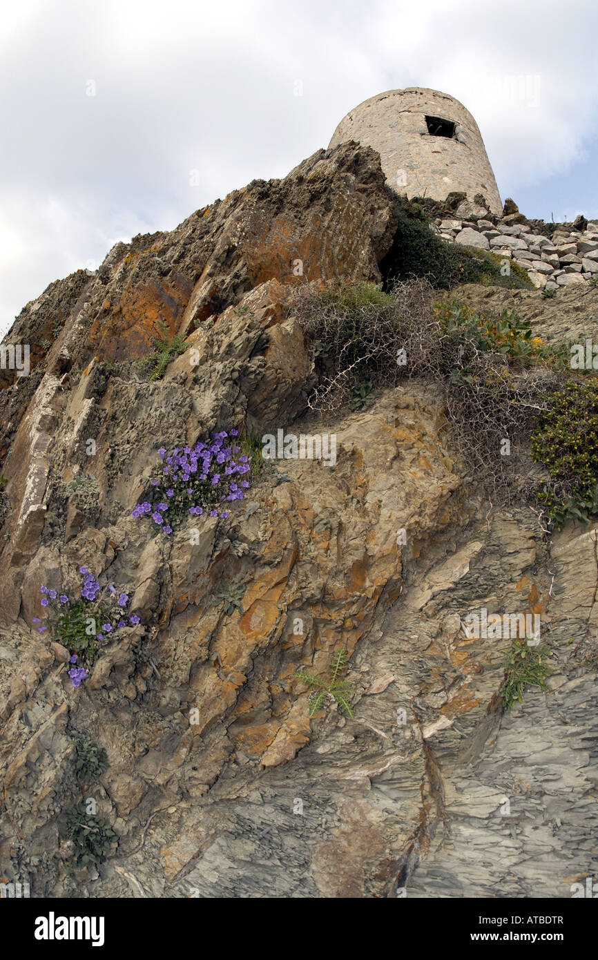 bellflower (Campanula hagielia, Campanula sporadum), endemic to Karpathos, Greece, Krpathos, Olympos Stock Photo