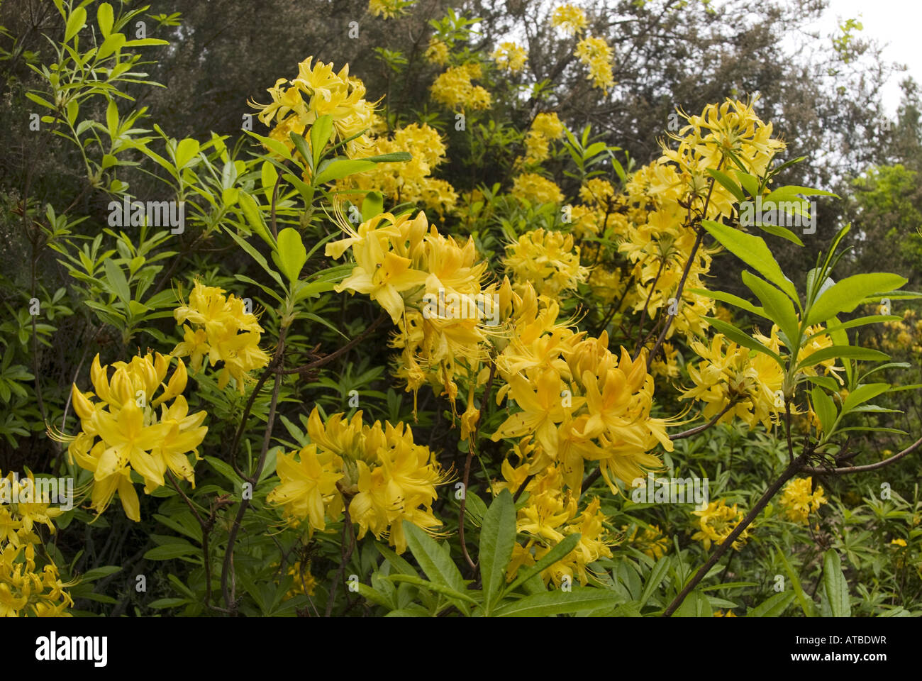 Yellow Azalea (Rhododendron luteum, Rhododendron flavum, Azalea pontica), blooming, Greece, Lesbos Stock Photo