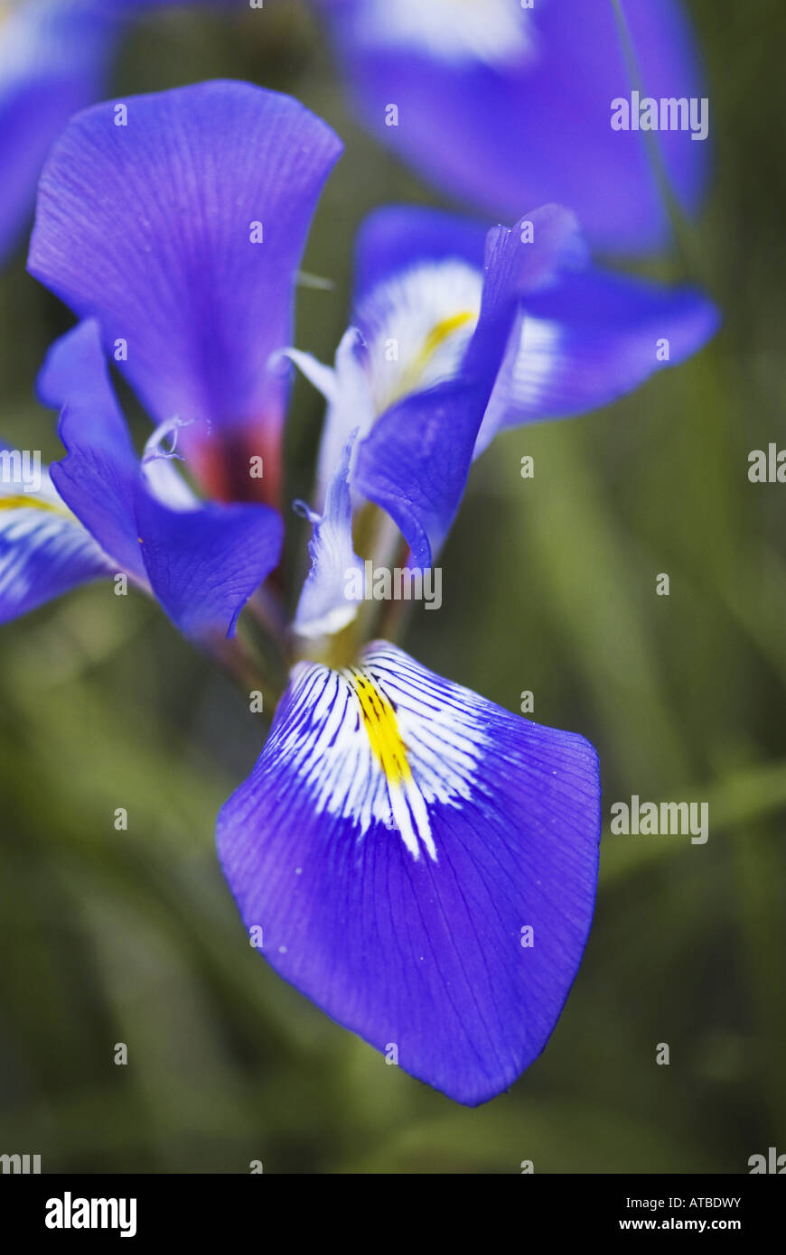 Winter Iris. Algerian Iris (Iris unguicularis), flower, Greece