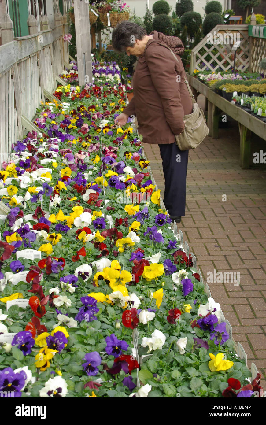 Woman shopping for pansy plants at garden center garden centre center Stock Photo