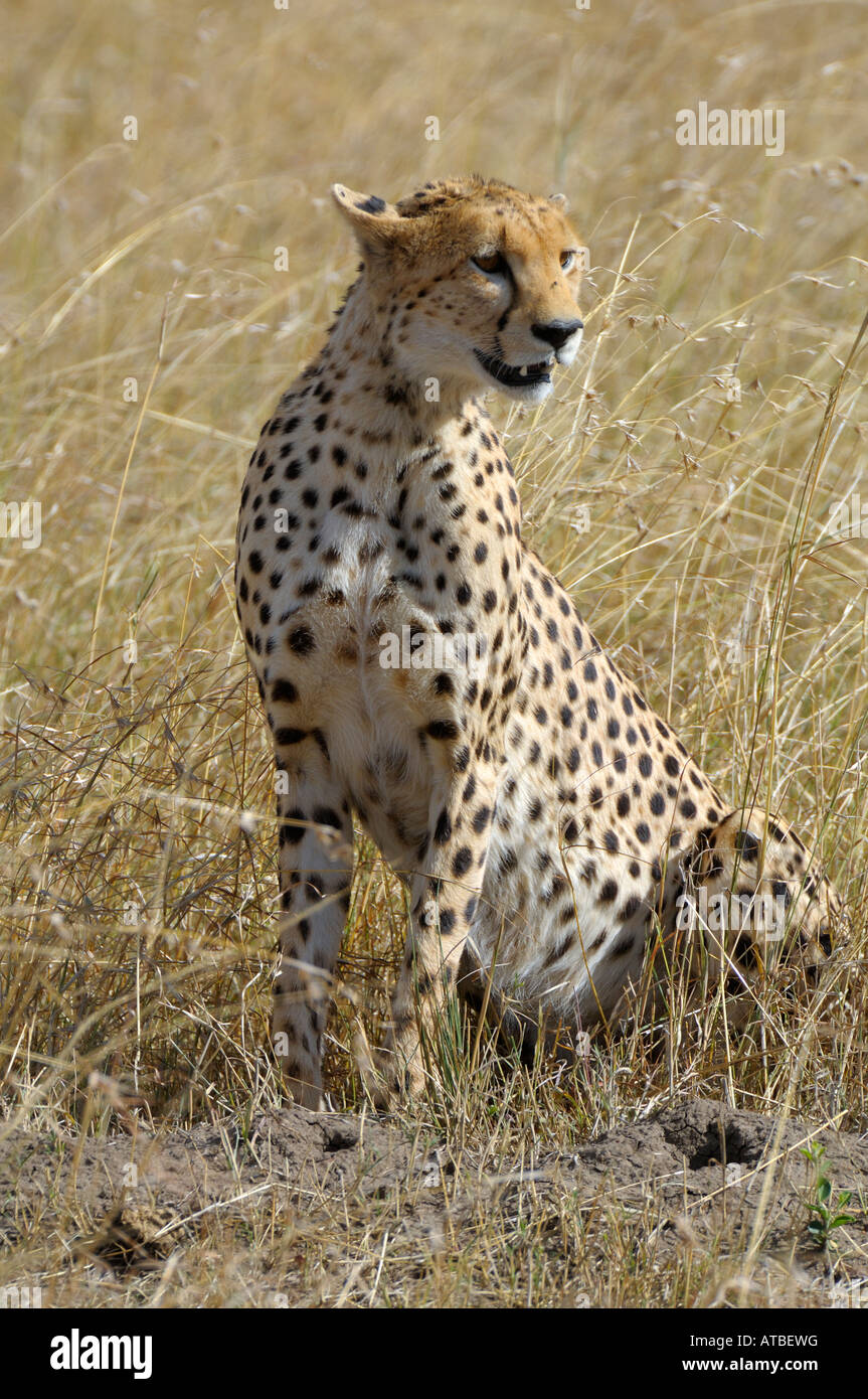 Cheetahs,a Cheetah is watching for a prey, Masai Mara, Kenya Stock Photo