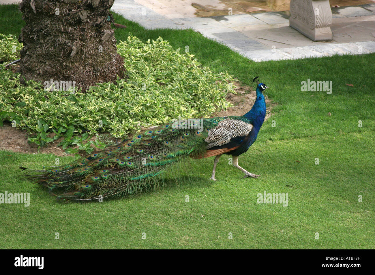 peacock in the park Stock Photo - Alamy