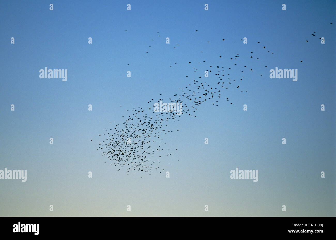 Weaver birds, Botswana Stock Photo