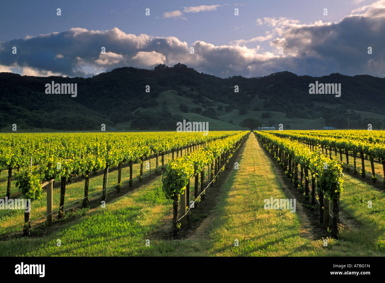 Sunset over hills and vineyard in spring near Hopland Mendocino County California Stock Photo