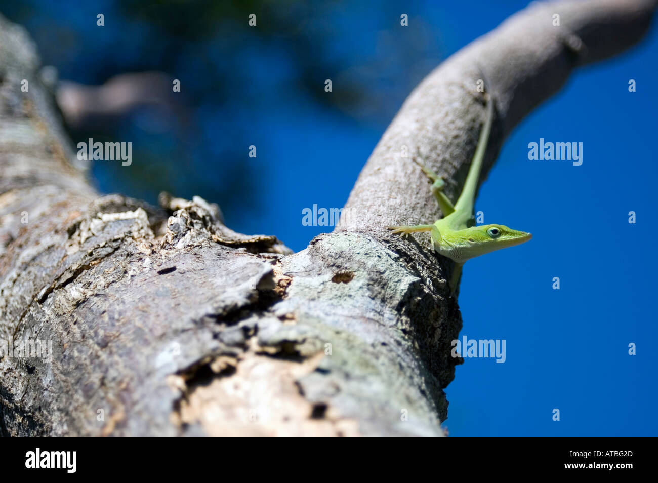 Green lizard sitting on tree Stock Photo