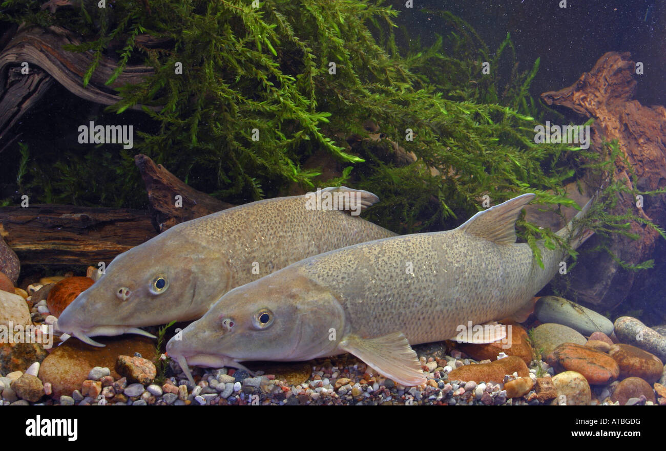 barbel (Barbus barbus), two animals side by side Stock Photo