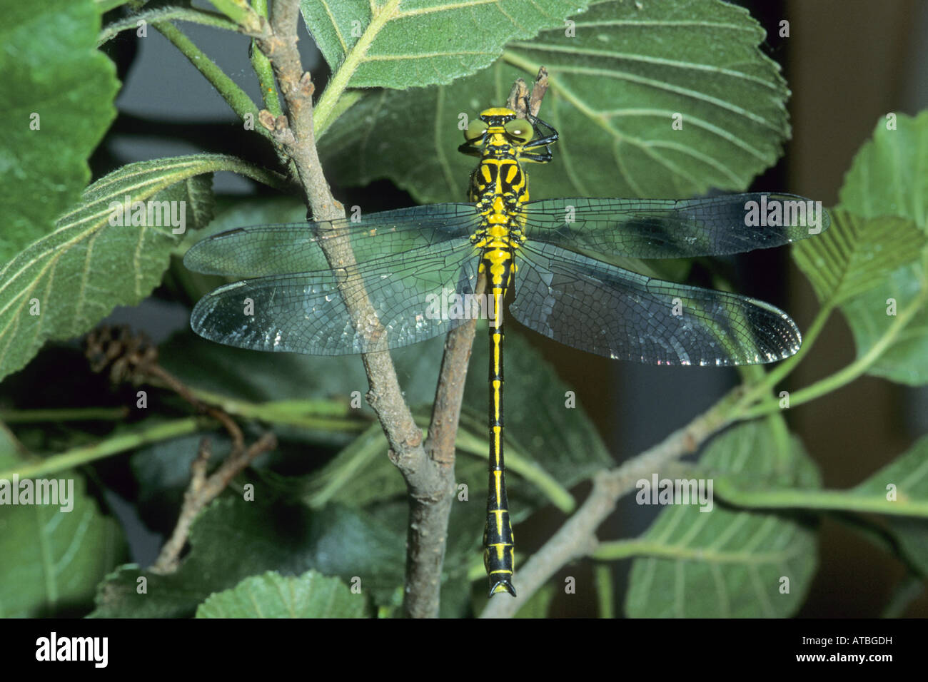 Stylurus flavipes hi-res stock photography and images - Alamy