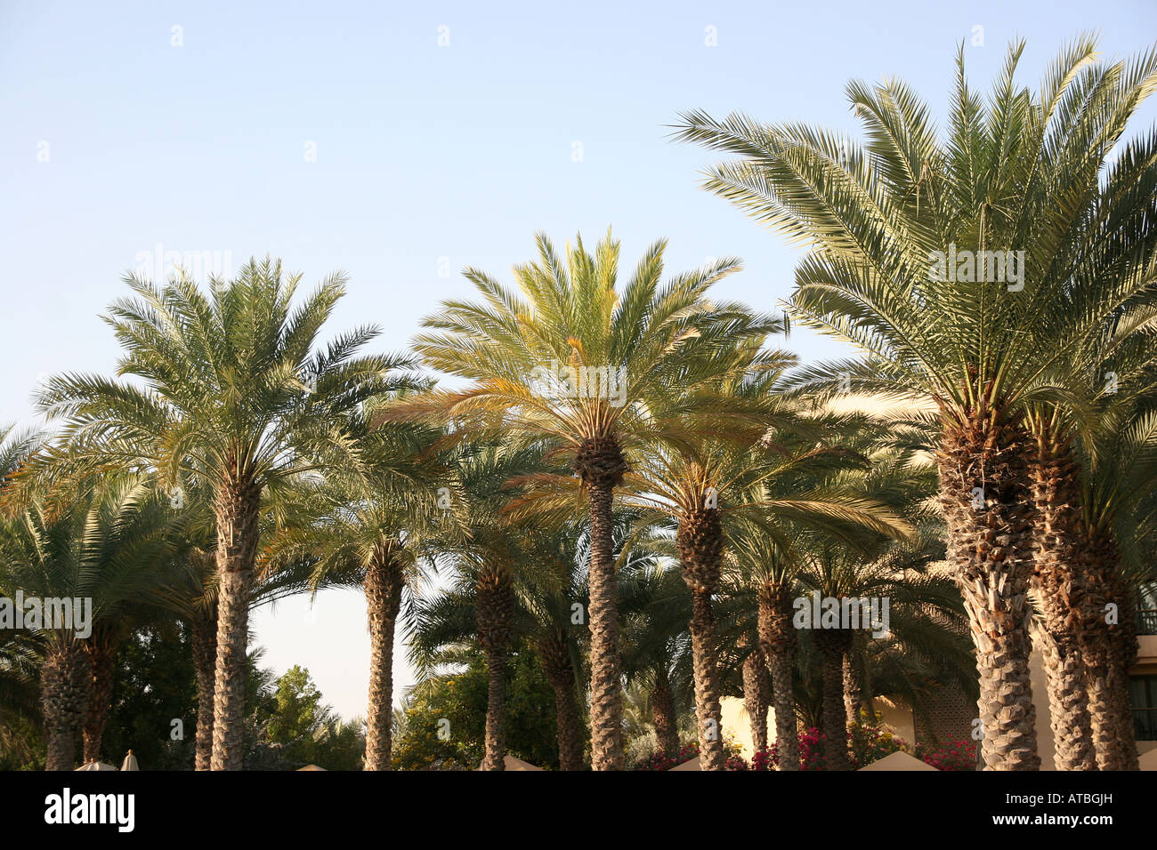 Pool with palms Stock Photo Alamy