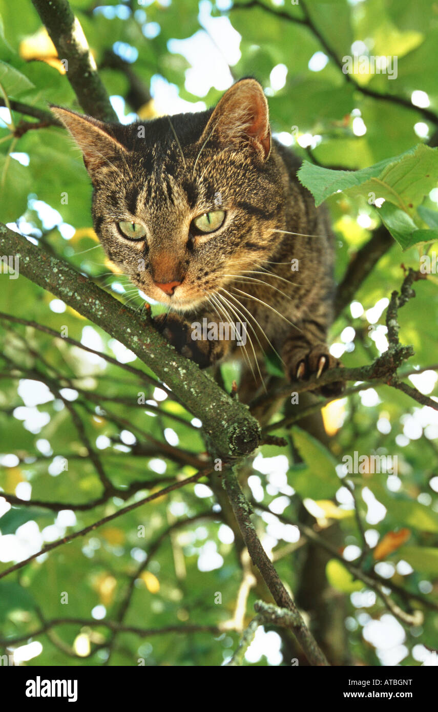 domestic cat, house cat (Felis silvestris f. catus), jumping from a tree, Germany, NRW, Sauerland, Menden Stock Photo