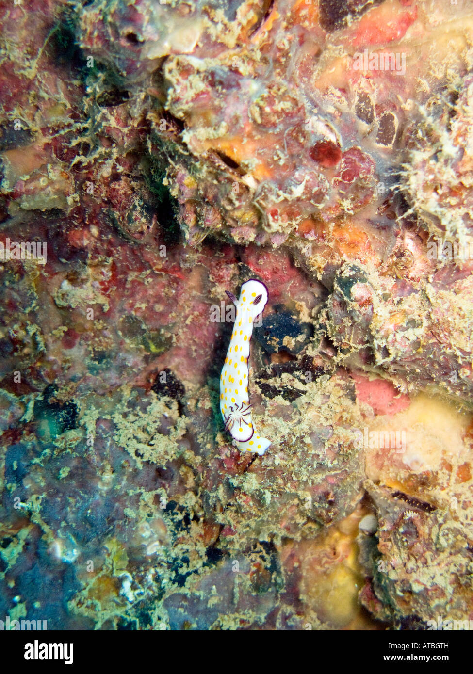 White nudibranch with orange spots and purple margin February 4 2008, Boonsung wreck, Andaman sea, Thailand Stock Photo