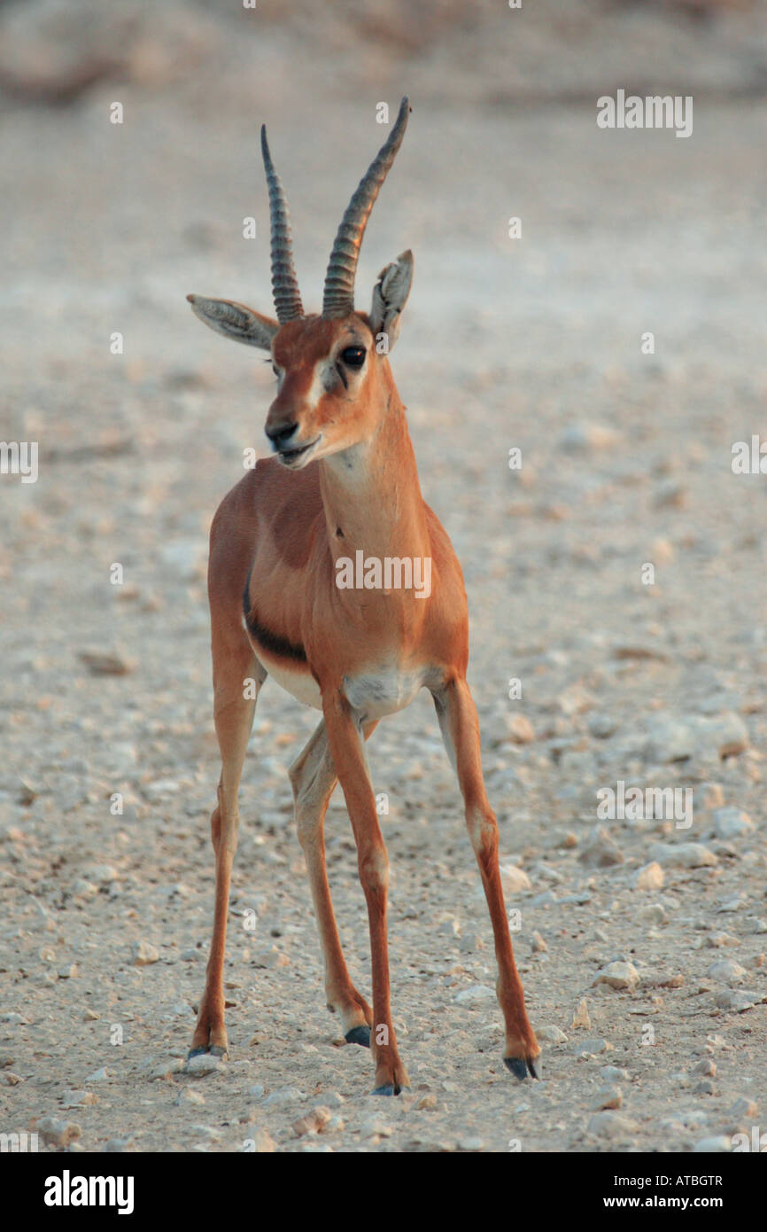 red-fronted gazelle, Heuglin's Gazelle (Gazella rufifrons), front view in evening light Stock Photo