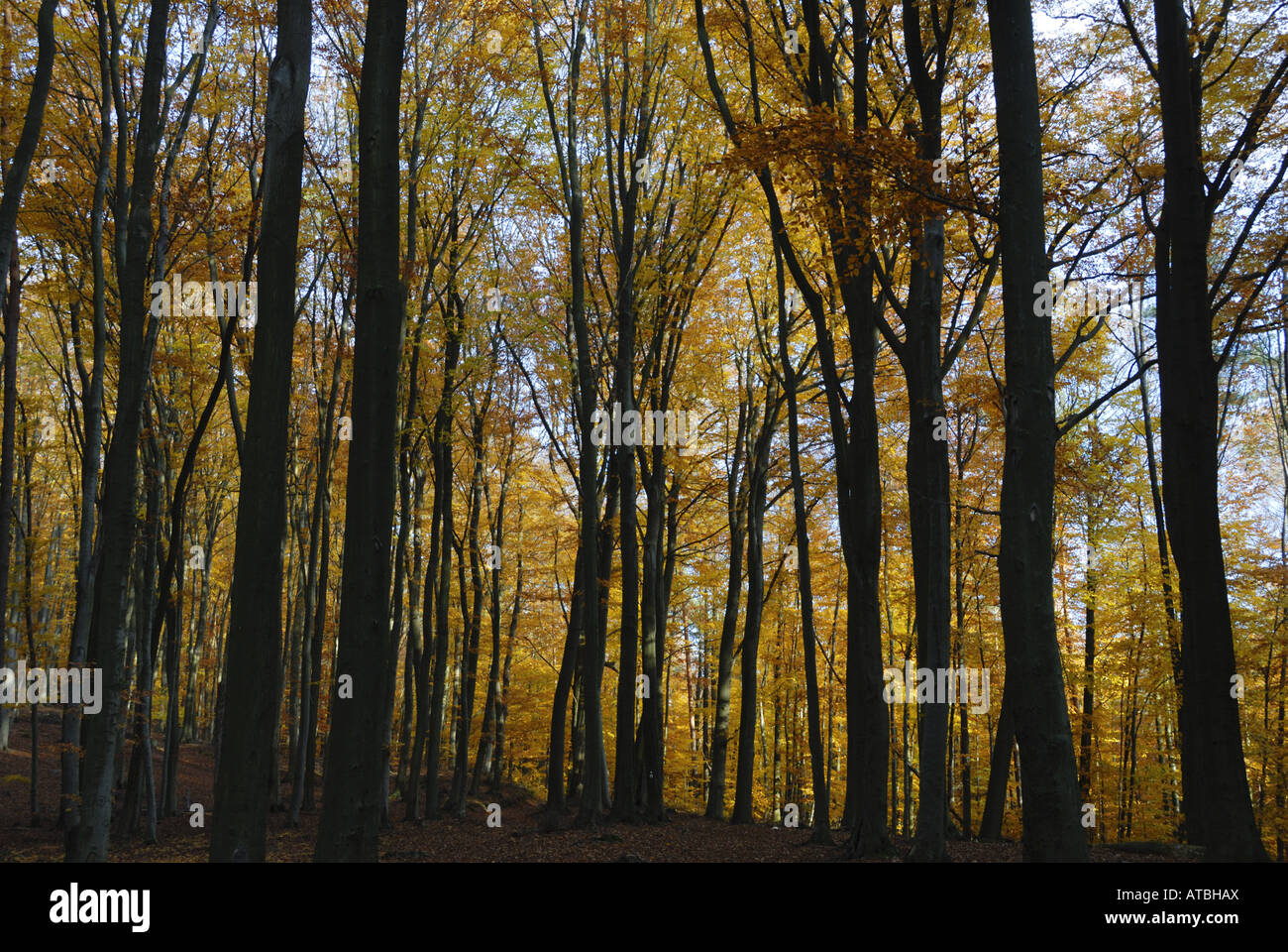 Palatinate Forest, Germany, Rhineland-Palatinate, Pfaelzer Wald Stock ...