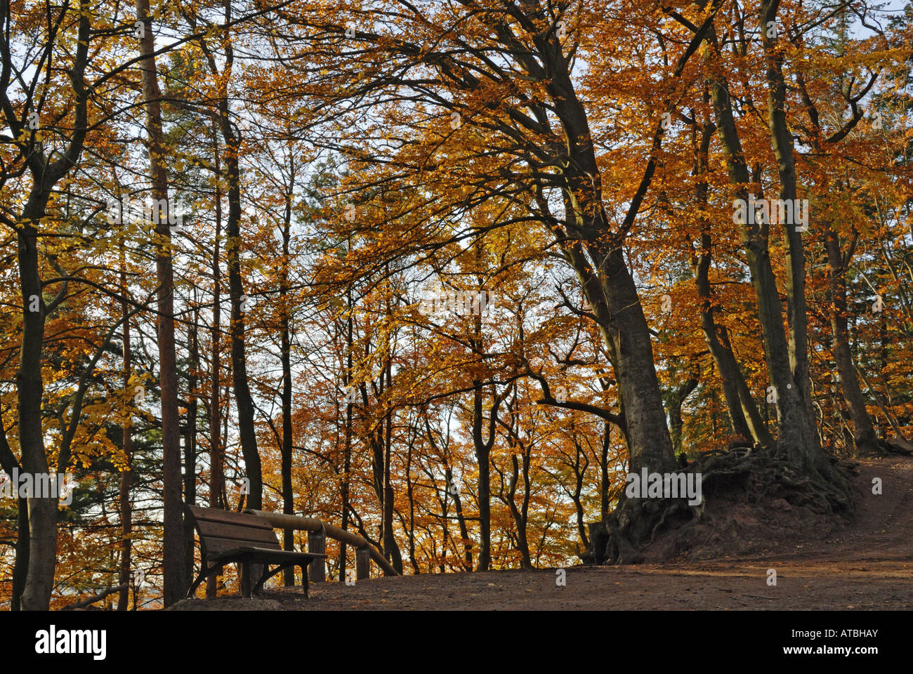 Palatinate Forest, Germany, Rhineland-Palatinate, Pfaelzer Wald Stock ...