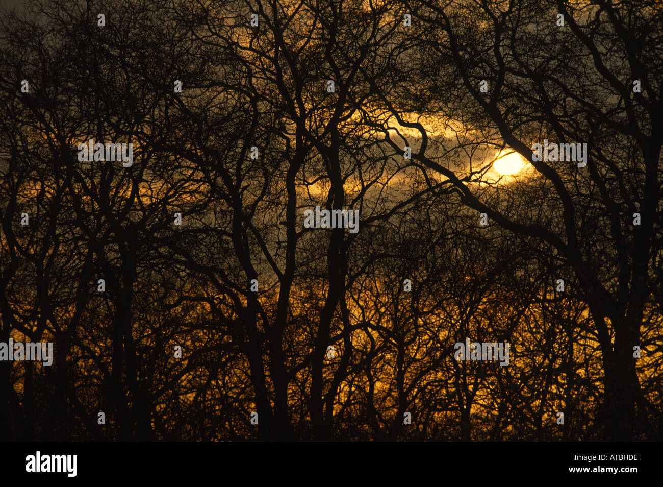 Sunset Through The Woods Stock Photo