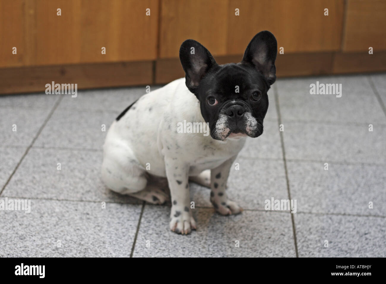 French Bulldog (Canis lupus f. familiaris), five months old puppy sitting in the kitchen Stock Photo