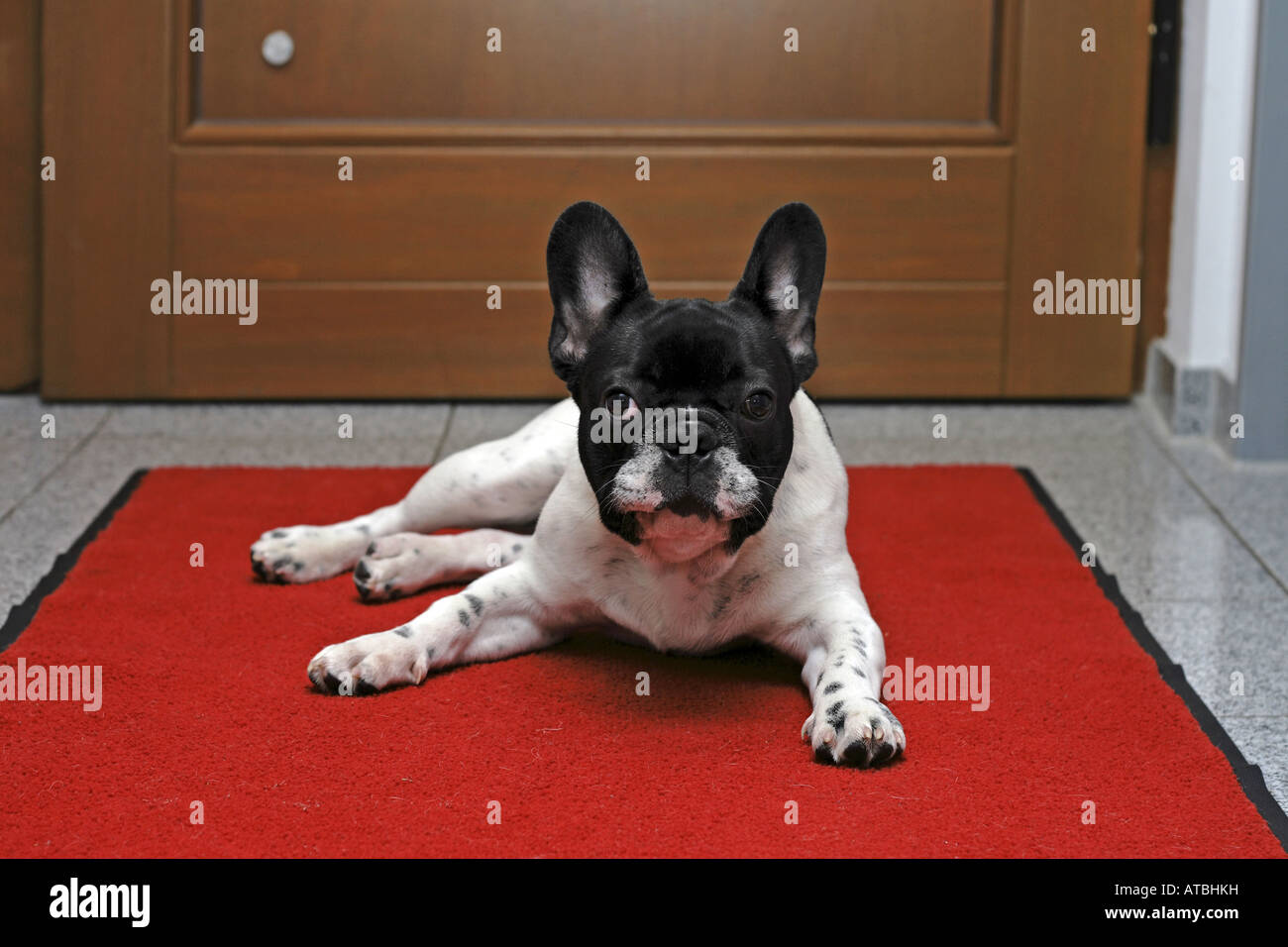 French Bulldog (Canis lupus f. familiaris), five months old puppy lying on red carpet Stock Photo