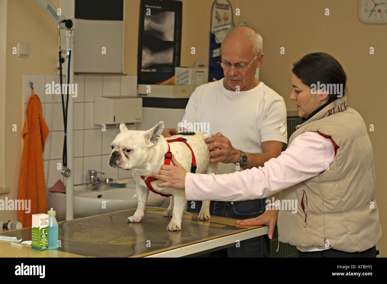 French Bulldog (Canis lupus f. familiaris), a veterinarian examins the joints Stock Photo