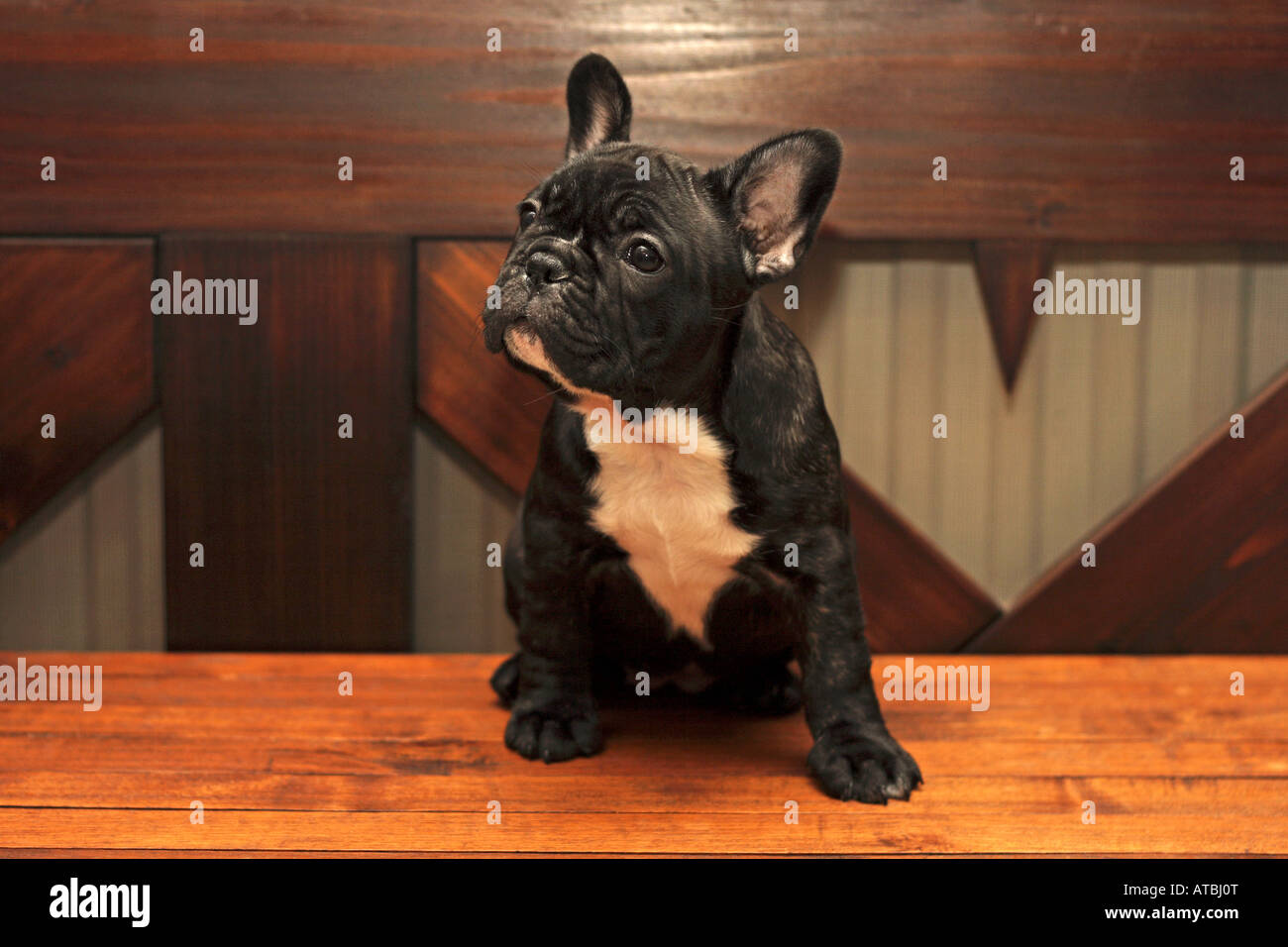 French Bulldog (Canis lupus f. familiaris), nine-week-old puppy Stock Photo