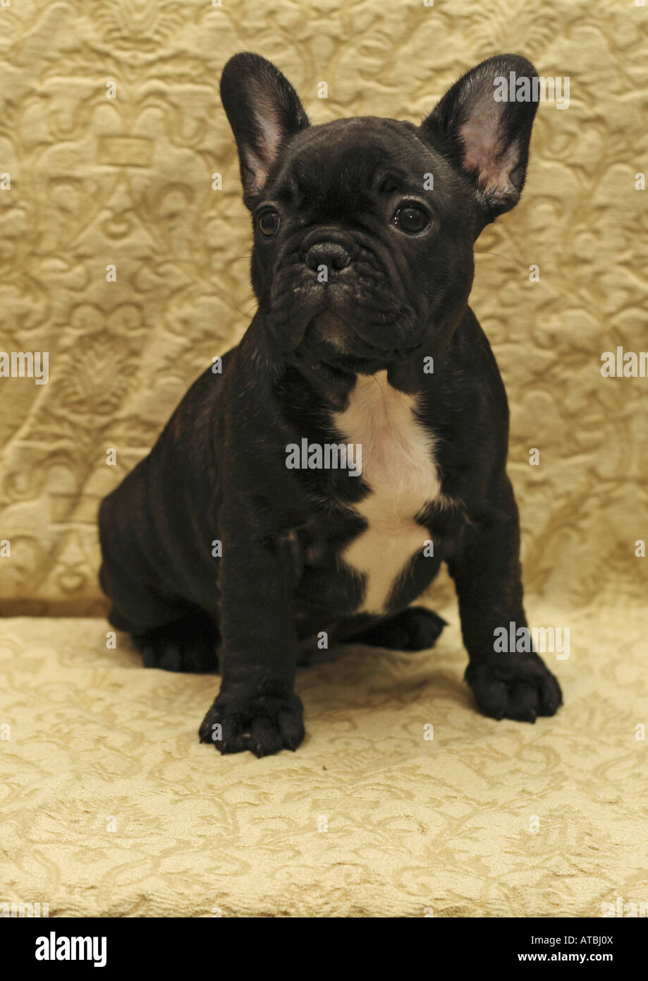 French Bulldog (Canis lupus f. familiaris), nine-week-old puppy Stock Photo