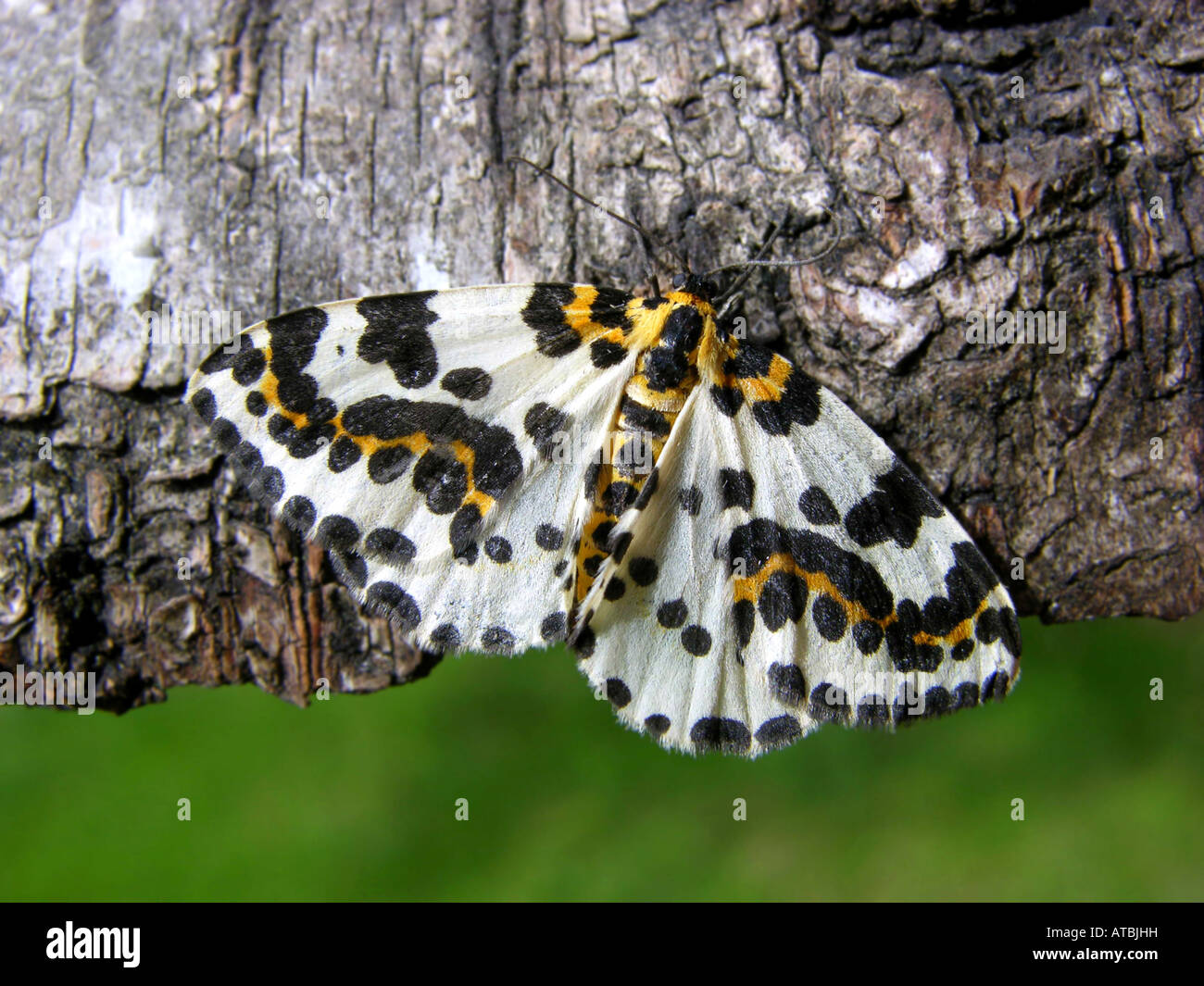 magpie moth, currant moth (Abraxas grossulariata), on bark Stock Photo