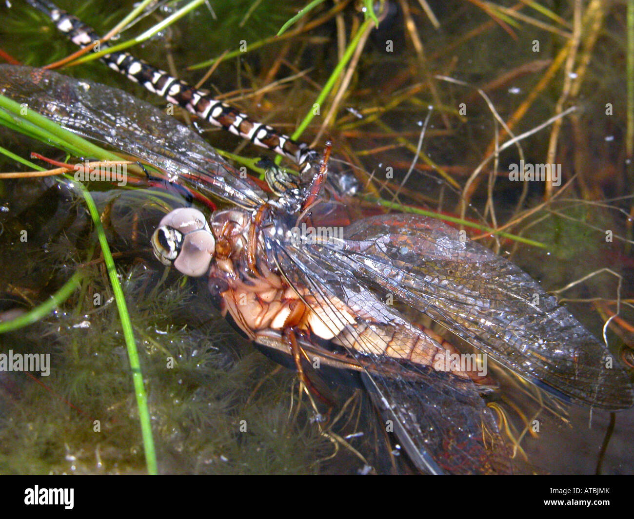 brown aeshna, brown hawker, great dragonfly (Aeshna grandis), great diving beetle (Dytiscus marginalis) eating female as laying Stock Photo