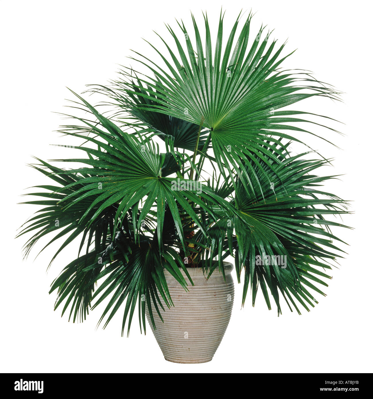 A palm pot plant Stock Photo 9295162 Alamy