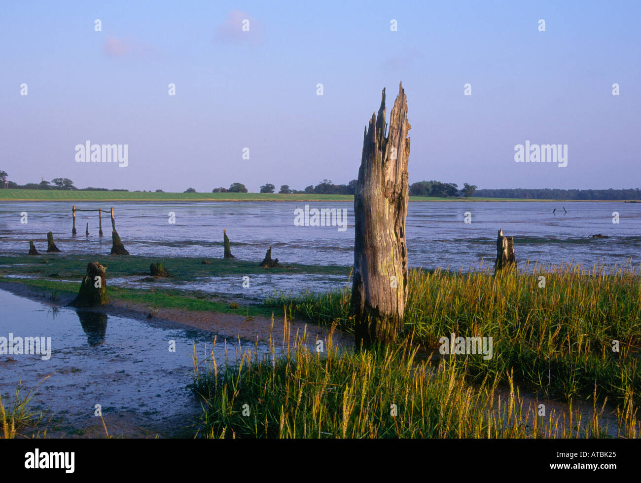 Mudflats and wetland environment estuary Blythburgh Suffolk England Stock Photo