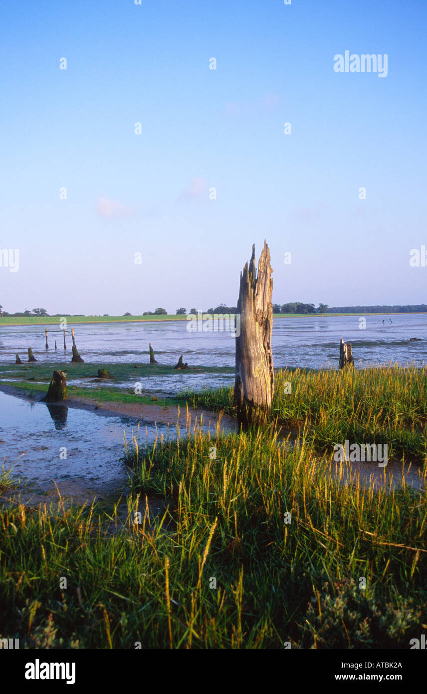 Mudflats and wetland environment estuary Blythburgh Suffolk England Stock Photo