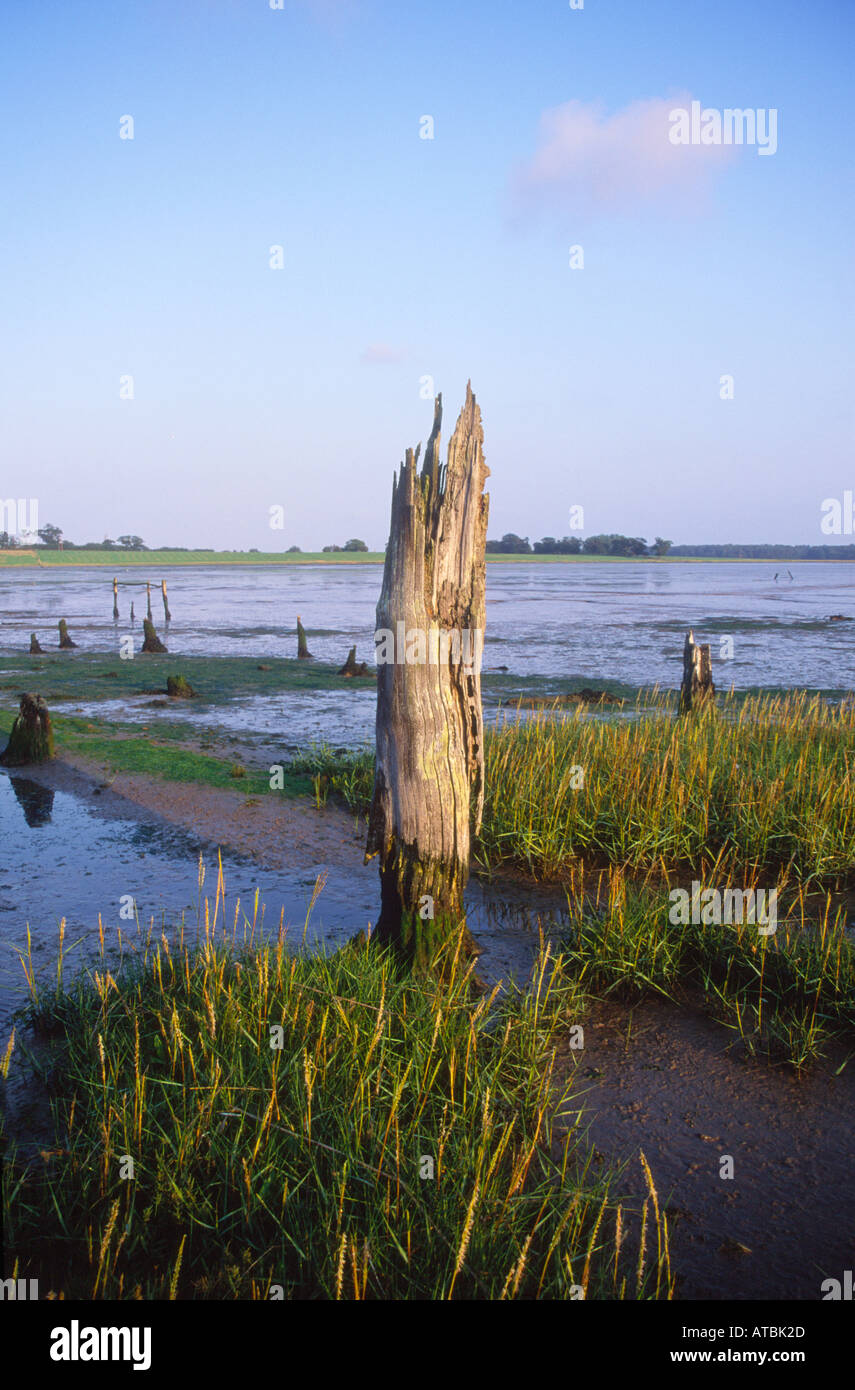 Mudflats and wetland environment estuary Blythburgh Suffolk England Stock Photo