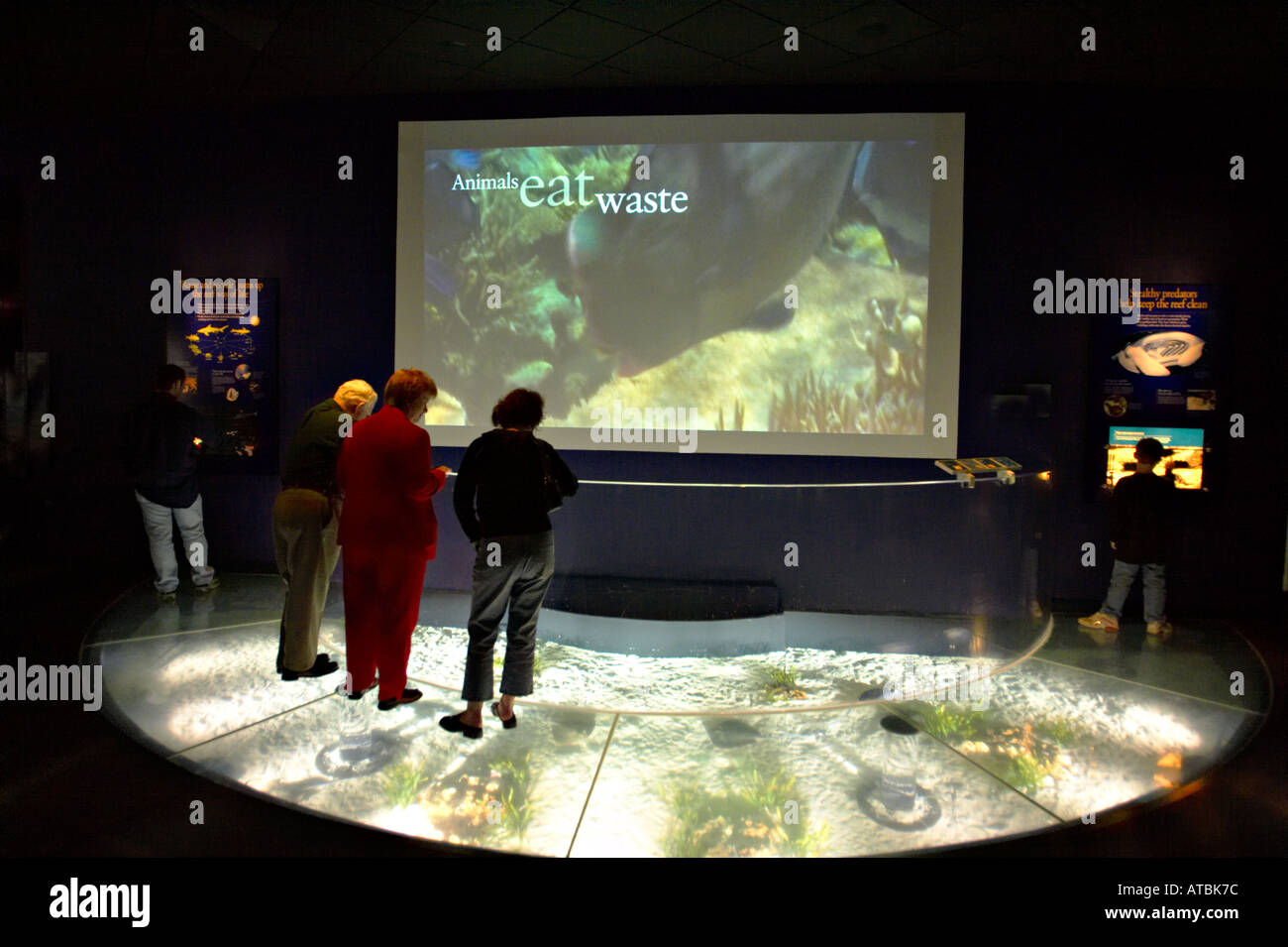 MUSEUMS Chicago Illinois Wild Reef exhibit at Shedd Aquarium video