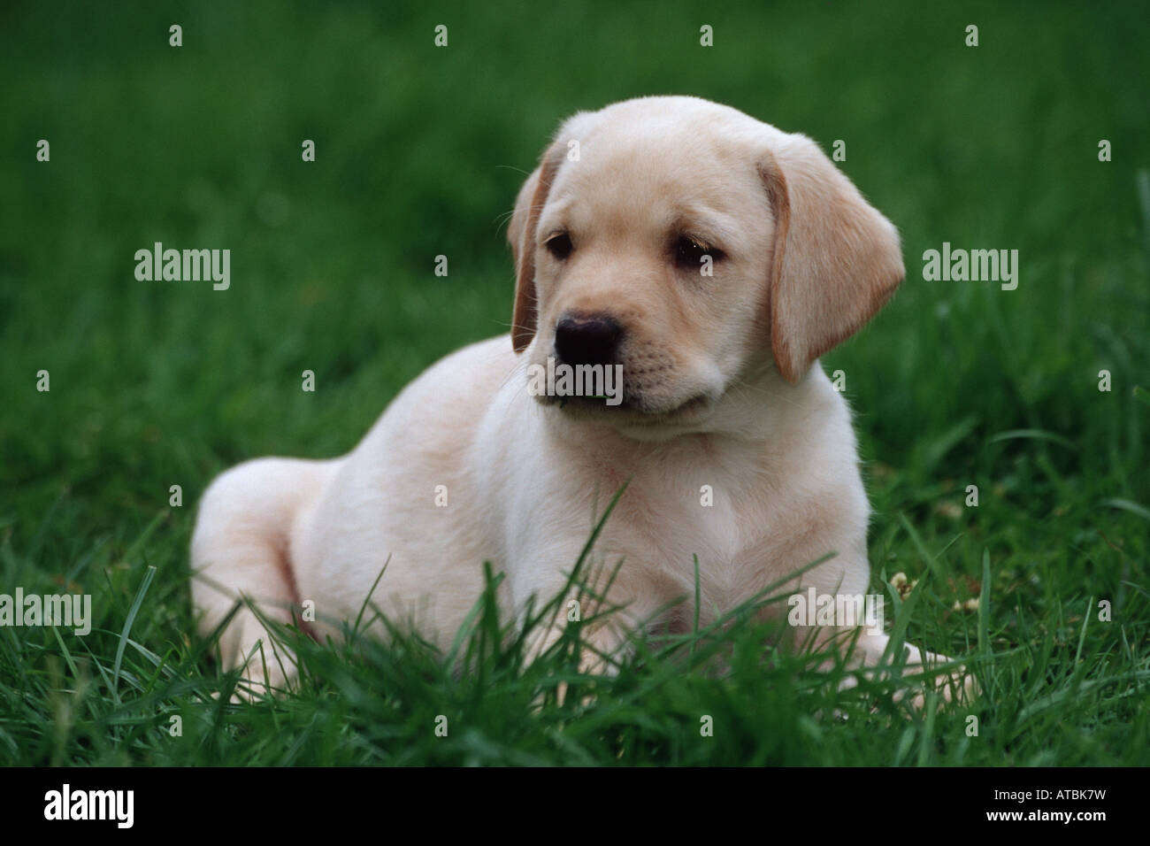 Labrador Retriever (Canis lupus f. familiaris), whelp in garden ...