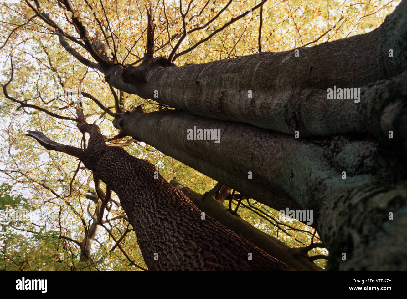 Twin beech hi-res stock photography and images - Alamy