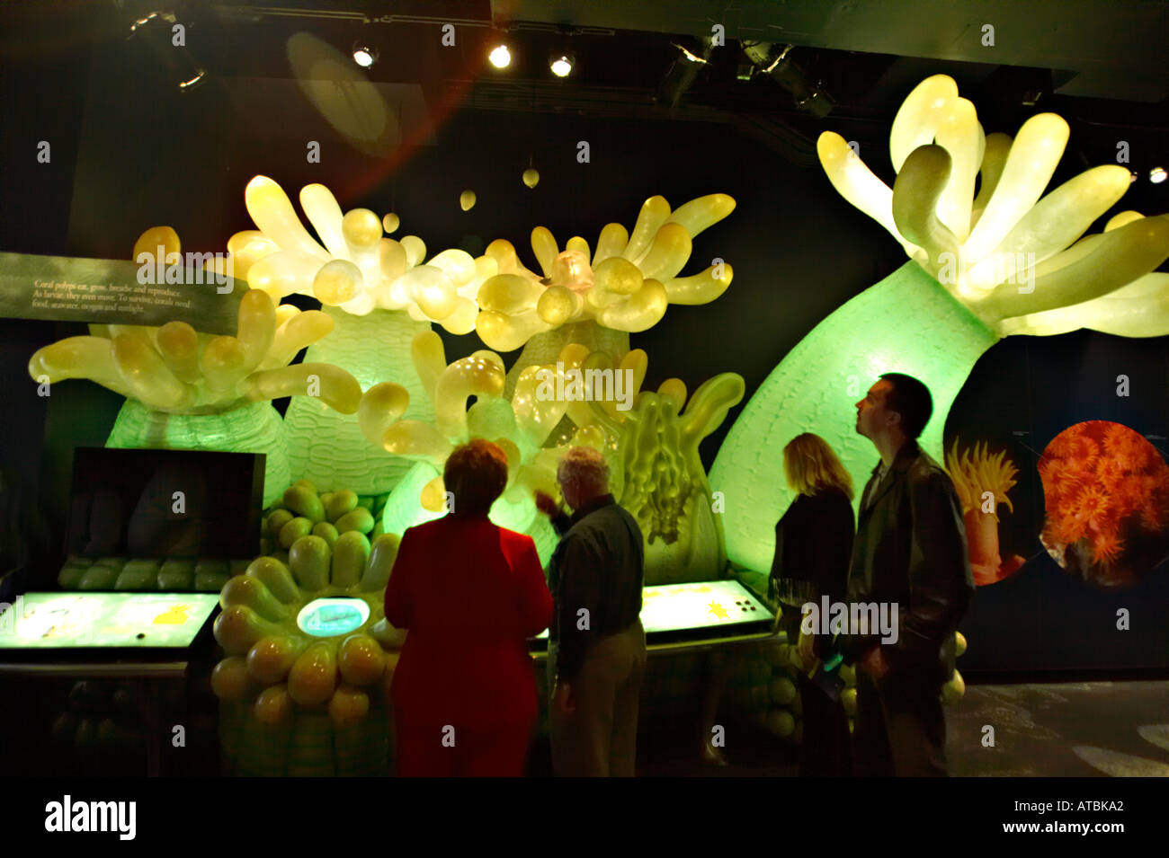 MUSEUMS Chicago Illinois Visitors in Wild Reef exhibit at Shedd