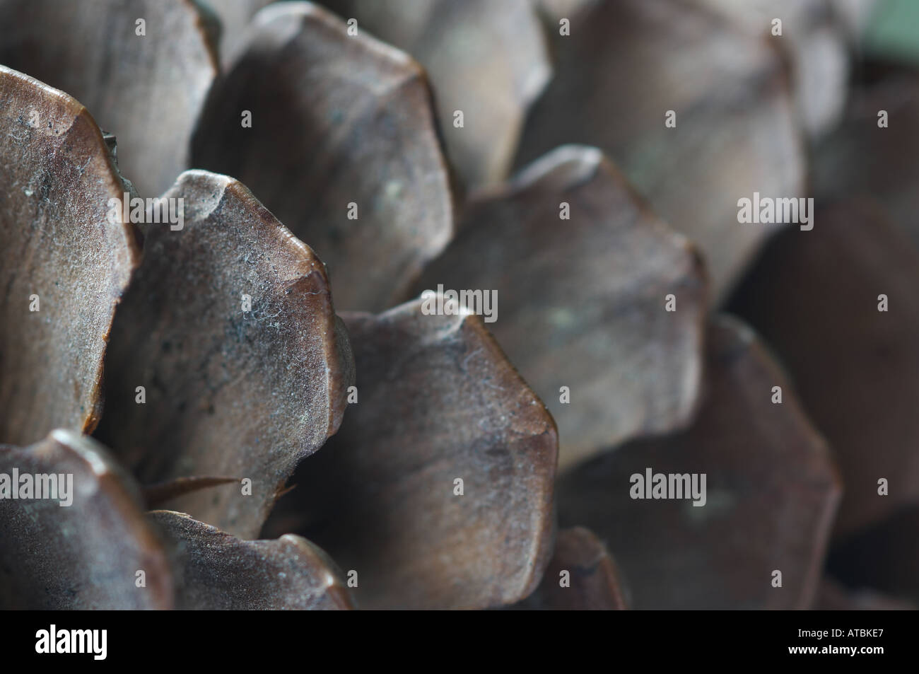 Close up of pine cone pattern hi-res stock photography and images - Alamy