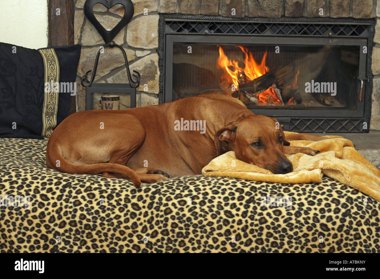 Rhodesian Ridgeback (Canis lupus f. familiaris), lying on sofa in front of a fireside Stock Photo