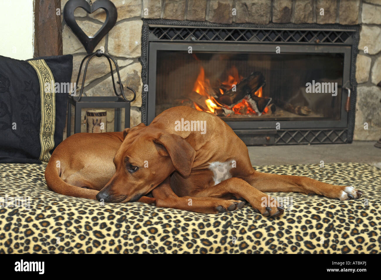 Rhodesian Ridgeback (Canis lupus f. familiaris), lying on sofa in front of a fireside Stock Photo