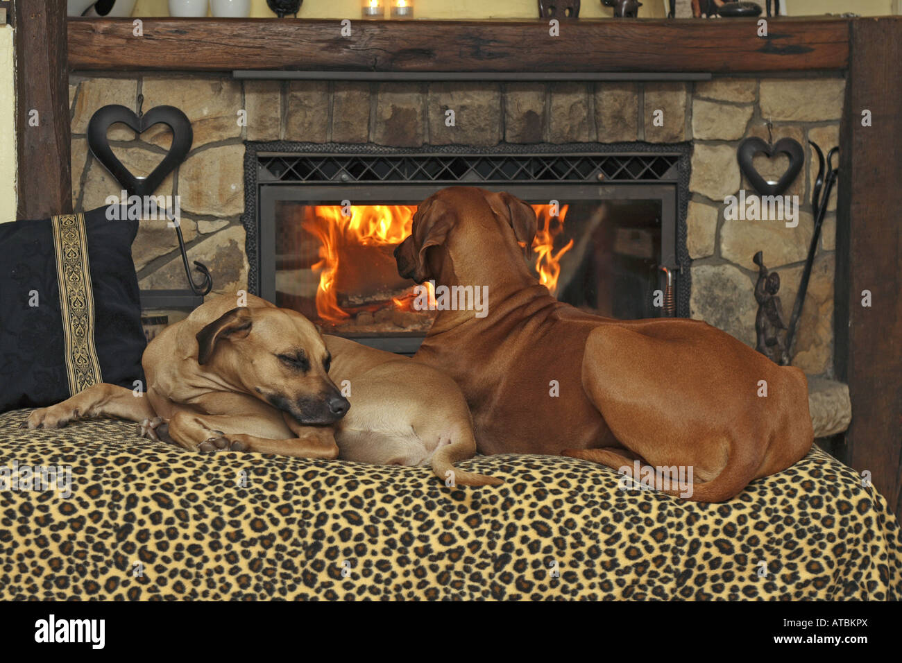 Rhodesian Ridgeback (Canis lupus f. familiaris), two dogs lying on sofa in front of a fireside Stock Photo