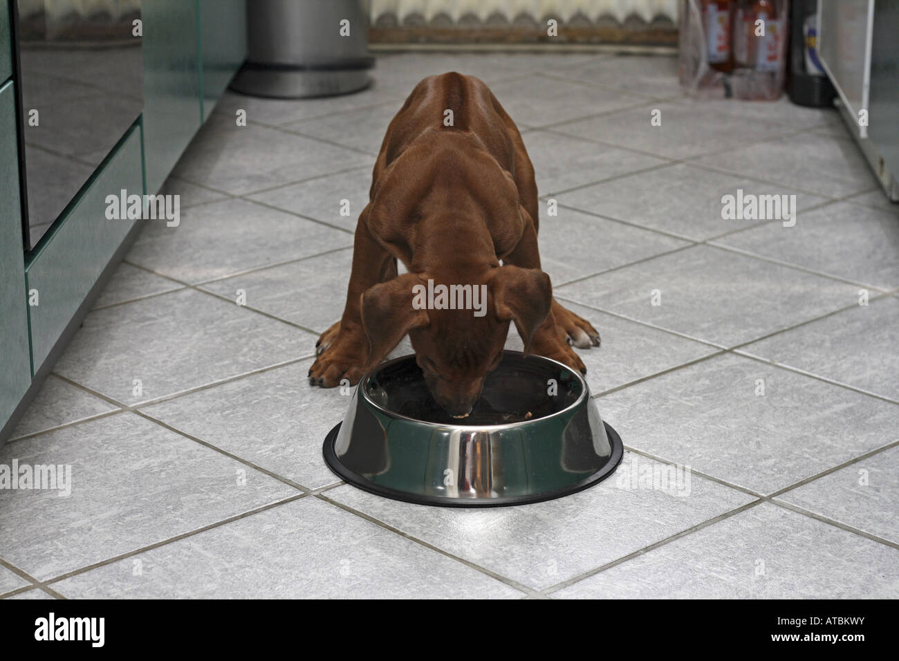 Rhodesian Ridgeback (Canis lupus f. familiaris), eight weeks old puppy ...