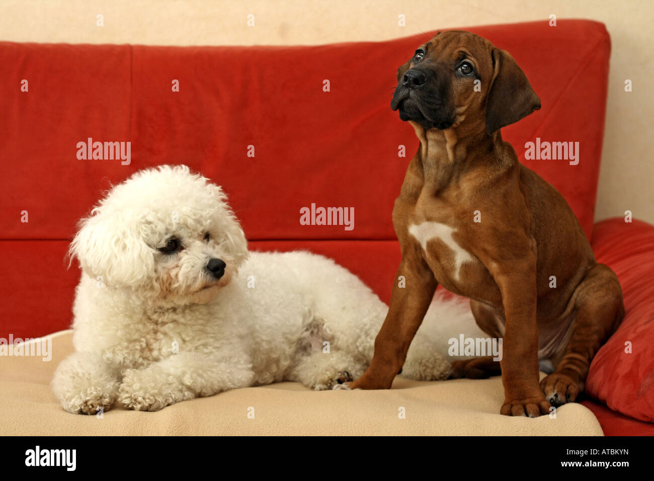 Rhodesian Ridgeback (Canis lupus f. familiaris), eight weeks old puppy ...